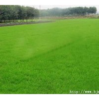 常年出售早熟禾草坪