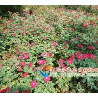 供應(yīng)豐花月季，微型月季，地被月季，五彩月季，薔薇，北京紅帽，