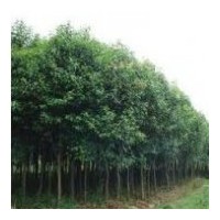 供各種規(guī)格尺寸大葉冬青