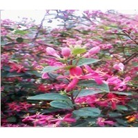 出售藍(lán)葉忍冬扦插母樹(shù)條，金娃娃熏草，