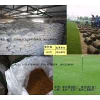 誠信經(jīng)營：高羊茅、早熟禾、白三葉、雜三葉、黑麥草