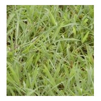 大量供應(yīng)狗牙根 馬尼拉 苜蓿等護(hù)坡種子