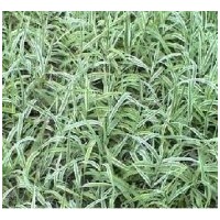 成都花葉蘆竹供應(yīng) 彩葉蘆竹 水生植物工程苗木