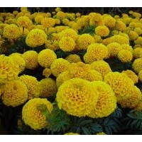 成都苗圃萬壽菊大量 近期低價(jià)萬壽菊