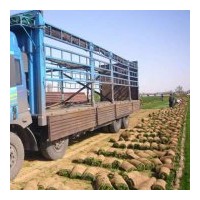 草坪銷售 早熟禾系列