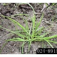 供應(yīng)綠化用草種：早熟禾、高羊茅、白三葉