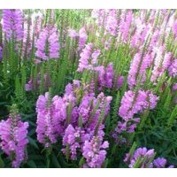 供應(yīng)假龍頭，蛇鞭菊，落新婦