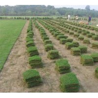 特價(jià)火銷百慕大與黑麥草混播草坪，量大