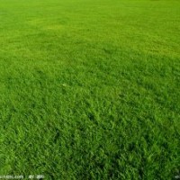 供耐寒草坪種子，美國(guó)四季青，護(hù)坡草坪，球場(chǎng)草坪種子