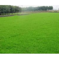 湖南郴州馬尼拉草皮