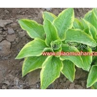 河北玉簪大全白玉簪，金邊玉簪，紫玉簪，花葉玉簪，法萊西玉簪