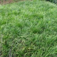 供應(yīng)丹麥草，丹麥草種子，丹麥草基地，沭陽丹麥草，丹麥草價(jià)格