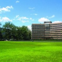 供應(yīng)早熟禾、早熟禾草種，別名：稍草、小青草、小雞草、冷草、絨