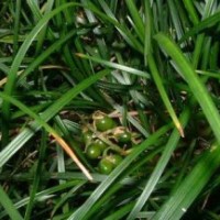 供應(yīng)耐蔭耐寒草坪地被植物-沿階草，沿階草籽，別稱：書帶草、麥