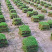 湖南馬尼拉草皮，湖南馬尼拉草坪