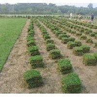 句容市茅山風(fēng)景區(qū)景葉苗木園藝場(chǎng)