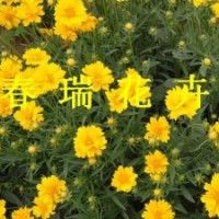 金雞菊，黑心菊，波斯菊