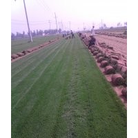 早熟禾草坪,混播草坪,高爾夫草坪