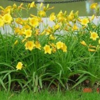 天豪苗圃大量供應草花金娃娃萱草 鳶尾 馬蓮 玉簪