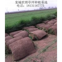 泰安草坪 欒城草坪 草坪報(bào)價(jià)