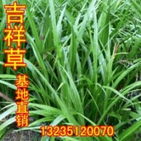 吉祥草 觀音草 假山制作專(zhuān)用草吉祥如意的象征 可以做中藥