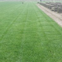 冷季型草坪價(jià)格