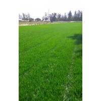 石家莊冷季型草坪價(jià)格