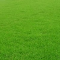 句容欣欣草坪基地供應(yīng)優(yōu)質(zhì)混播黑麥草