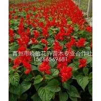 山東一串紅批發(fā)價格