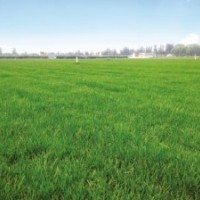 園林、凌志、凌志園林、草種、牧草種子、高羊茅草種、早熟禾草種