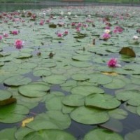 基地直銷 優(yōu)質(zhì)水生植物 睡蓮 苗 種子 貨源足 量多優(yōu)惠 西北地區(qū)