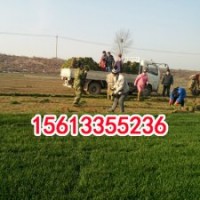 欒城早熟禾草坪