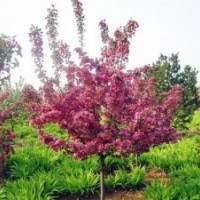 北美海棠_冀鑫_保定北美海棠苗木基地