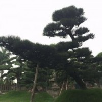 造型大羅漢松、羅漢松苗木