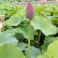 荷花盆景批發(fā)、荷花、綠荷水生