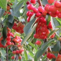 幾年櫻桃樹、櫻桃樹、隆發(fā)園藝(圖)