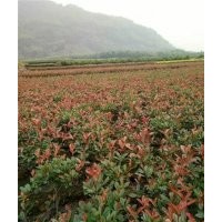 紅葉石楠,金華紅葉石楠,福江苗木口碑好(多圖)