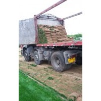 大量供應(yīng)混播草坪