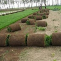 冷季型草坪銷售|欒城草坪批發(fā)|綠化草坪