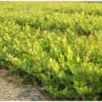 淮安法國冬青_宿遷四秀苗木有限公司(優(yōu)質(zhì)商家)_法國冬青售價(jià)