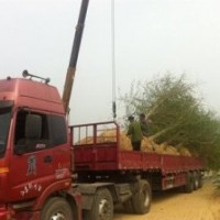 一年生銀杏小苗價格,銀杏小苗,華北銀杏(圖)