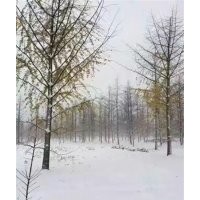 直徑20公分銀杏樹價(jià)格、20公分銀杏樹價(jià)格、興隆銀杏