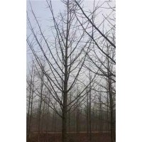 銀杏樹的價(jià)格|森鑫銀杏|19公分銀杏樹的價(jià)格