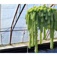 葫蘆島花卉_綠馨花卉_盆景花卉