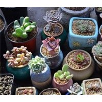 花卉|綠馨花卉|花卉養(yǎng)殖