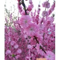 大型花卉基地_花卉基地_億農(nóng)苗木花卉(查看)