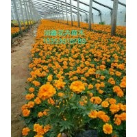 春季草花，宿根、地被類