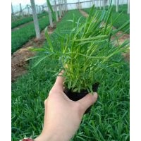 時令草花，宿根草花，水生植物，綠化苗木