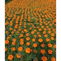 孔雀草批發(fā)基地價(jià)格 孔雀草花卉