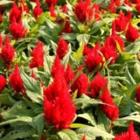 一支筆雞冠花供應(yīng)，一支筆出售，優(yōu)質(zhì)一支筆基地